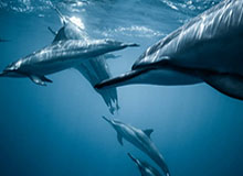 九游平台-沙职:本泽马新月首秀大演帽子戏法